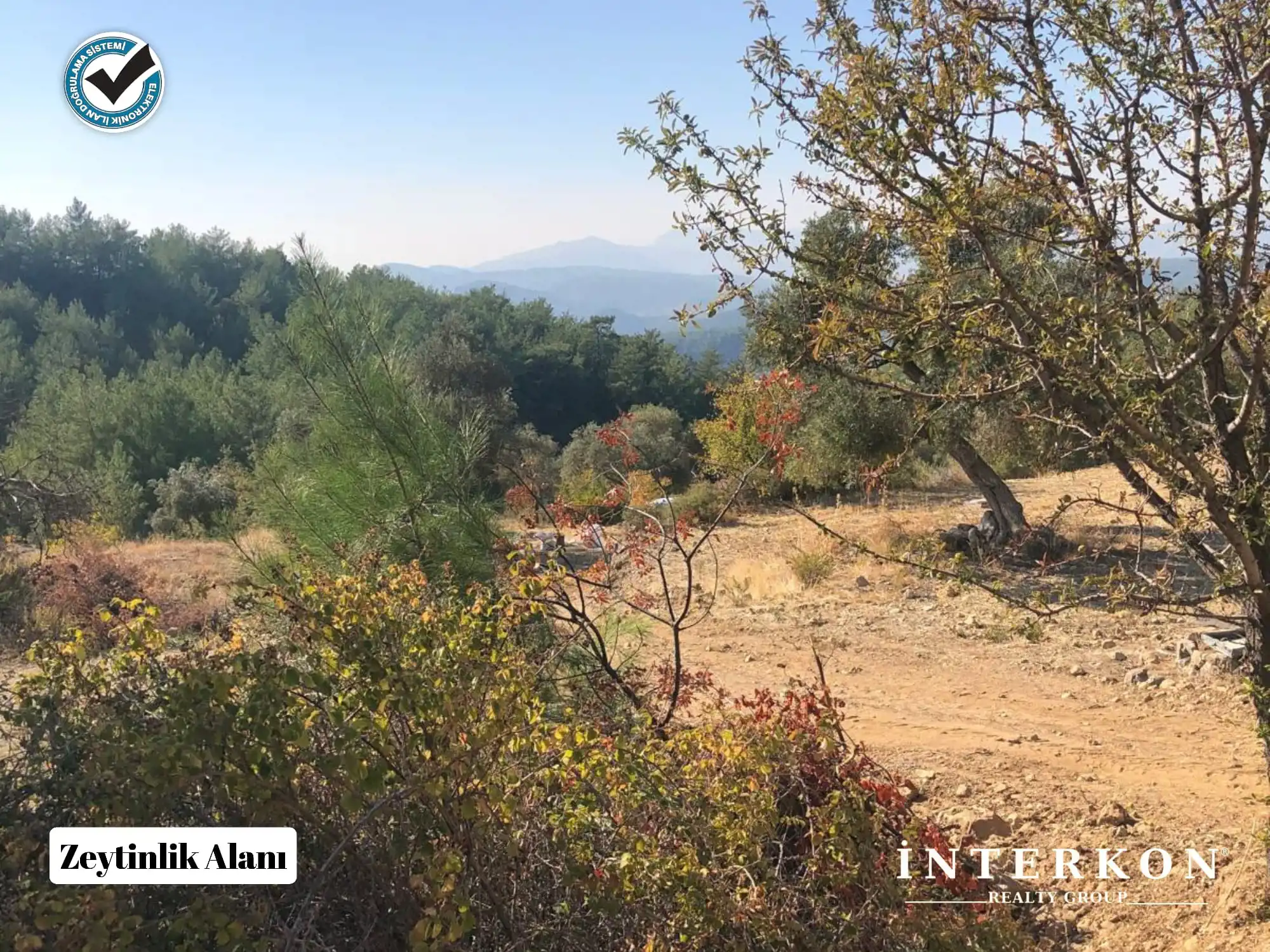  MUĞLA MENTEŞE DAĞPINAR MAHALLESİ 1309 M2 SATILIK ZEYTİNLİK!